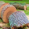 Simpsons Tree Service