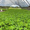 Sims Sod Farm