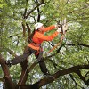 Smyrna Tree Removal Experts