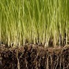 Soils Alive Organic Lawn Care