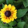 Southbranch Nursery, Murfreesboro