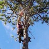 Southern 401 Tree Service