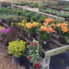 Southern Charm Landscaping & Nursery