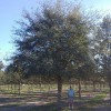 Southern Pride Tree Farm