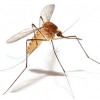 South Salt Lake Mosquito Abtmt