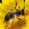 Statewide Pest Control Services