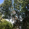 Steadfast Tree Service