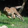 Saint Louis Zoo
