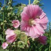 Stonebridge Farm Nursery