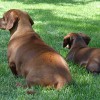 Sunny Daze Turf Pros