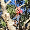 Sunset Tree Service