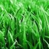 Suregreen Lawn Solutions Chestertown