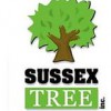 Sussex Tree