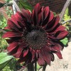 Swallowtail Garden Seeds
