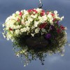 Davis Tree & Yard Care