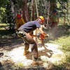 Teague Saves Homes Tree Service