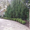 Tenleytown Lawn & Landscape
