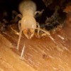 Arizona Termite Control