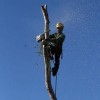 Terry's Tree Service