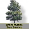 The Branch Office