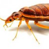 Thermanator
