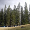 Certified Consulting Arborist-Lisa Smith RCA #464