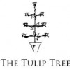 Tulip Tree