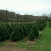 Three B Tree Farm