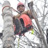 Three Trees Tree Service