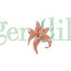 Tiger Lily's