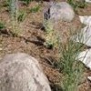 Timber Creek Lawn & Landscaping