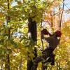 Timbercruiser Tree Service