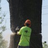 T L Tree Service