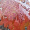 TNT Landscaping & Nursery