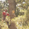 Todd's Marietta Tree Services