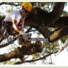 Tomball Tree Services