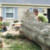 Top Tree Service Newark