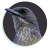 Treebird Branding