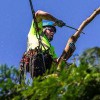 Pearland Tree Service