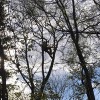 Higher Calling Tree Services