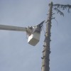 New Jersey Tree Service