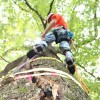 Atlanta Tree Removal Experts