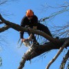 Arbor Tree Care