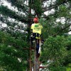 North Valley Tree Service