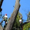 Tree Service Long Island