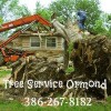 Tree Service Ormond
