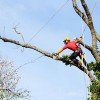 Tree Services Annapolis