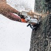 Tree Services Of Macon