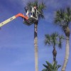 Sarasota Tree Services