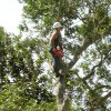 Tree Medic Tree Surgeons